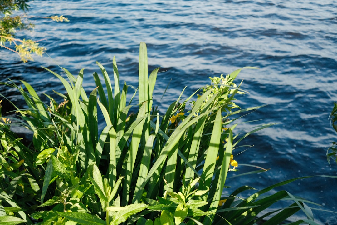 Pflanzliche Omega-Quellen für Psyche 2025